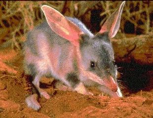 Bilby