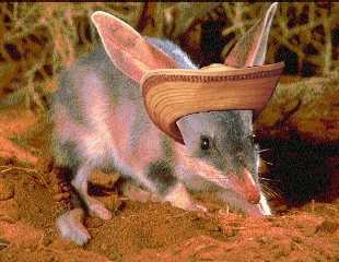 Bilby with sombrero