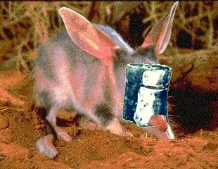 Bilby with helmet